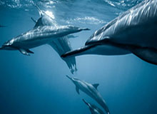 你们的圆神回来了！安东尼被球迷一路热情跟拍，左右各一保镖开路